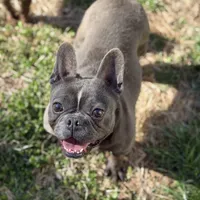 Ej blue, a female French Bulldog for sale in Greensboro, NC – Photo 2 of 4