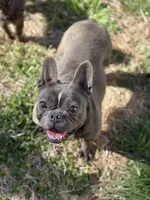 Ej blue, a female French Bulldog for sale in Greensboro, NC – Photo 2 of 4