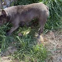 Ej blue, a female French Bulldog for sale in Greensboro, NC – Photo 4 of 4