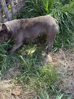 Ej blue, a female French Bulldog for sale in Greensboro, NC – Photo 4 of 4