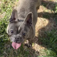 Ej blue, a female French Bulldog for sale in Greensboro, NC – Photo 1 of 4