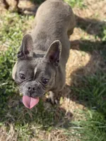 Ej blue, a female French Bulldog for sale in Greensboro, NC – Photo 1 of 4