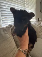 Babe, a female Yorkshire Terrier for sale in Greensboro, NC – 3 of 4