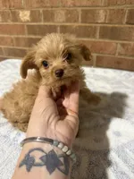 Lana, a female Yorkipoo for sale in Greensboro, NC – 2 of 4