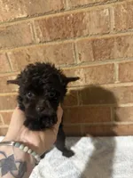 Teeny, a male Yorkipoo for sale in Greensboro, NC – 2 of 4