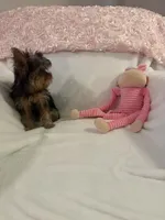 Miss molly, a female Yorkshire Terrier for sale in Greensboro, NC – 3 of 4