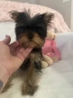 Baby Millie, a female Yorkshire Terrier for sale in Greensboro, NC – 4 of 4