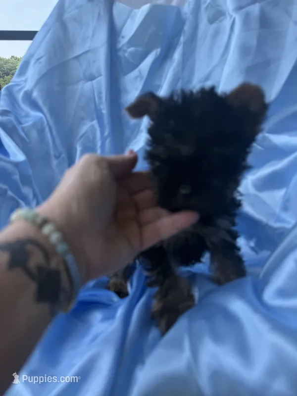 Kevin – Yorkshire Terrier puppy for sale in Greensboro, NC