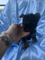 Kevin, a male Yorkshire Terrier for sale in Greensboro, NC – 1 of 4