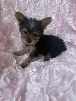 Miss molly, a female Yorkshire Terrier for sale in Greensboro, NC – 2 of 4