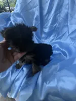 Kevin, a male Yorkshire Terrier for sale in Greensboro, NC – 3 of 4