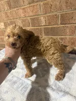 Joey, a male Yorkipoo for sale in Greensboro, NC – 2 of 4