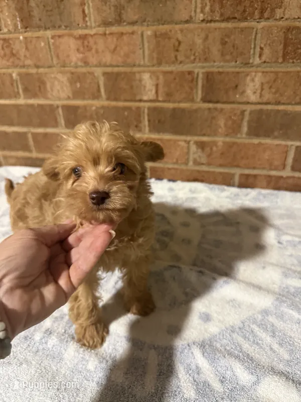 Joey – Yorkipoo puppy for sale in Greensboro, NC