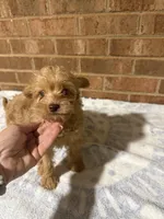 Joey, a male Yorkipoo for sale in Greensboro, NC – 1 of 4