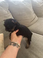 Babe, a female Yorkshire Terrier for sale in Greensboro, NC – 2 of 4