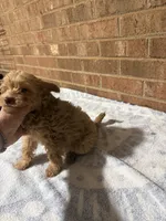 Joey, a male Yorkipoo for sale in Greensboro, NC – 4 of 4