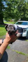 Blueberry, a female French Bulldog for sale in Greensboro, NC – Photo 1 of 5