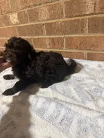Jimmy , a male Yorkipoo for sale in Greensboro, NC – 4 of 4