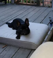 Mr chocolate, a male French Bulldog for sale in Greensboro, NC – Photo 4 of 4