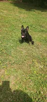 Mr chocolate, a male French Bulldog for sale in Greensboro, NC – Photo 2 of 4