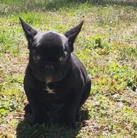 Mr chocolate, a male French Bulldog for sale in Greensboro, NC – Photo 3 of 4