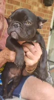 Mr chocolate, a male French Bulldog for sale in Greensboro, NC – Photo 1 of 4