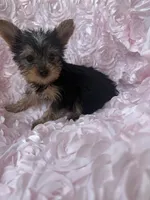 Miss molly, a female Yorkshire Terrier for sale in Greensboro, NC – 3 of 4