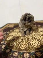 Chip, a male Yorkipoo for sale in Greensboro, NC – 4 of 5
