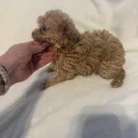 Max, a male Yorkipoo for sale in Greensboro, NC – Photo 1 of 3