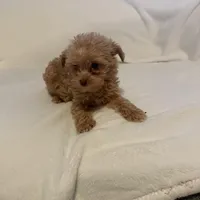 Max, a male Yorkipoo for sale in Greensboro, NC – Photo 2 of 3