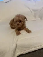 Max, a male Yorkipoo for sale in Greensboro, NC – Photo 2 of 3