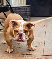 Bubba, a male English Bulldog for sale in Greensboro, NC – Photo 3 of 3