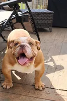 Bubba, a male English Bulldog for sale in Greensboro, NC – Photo 1 of 3