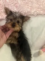 Miss molly, a female Yorkshire Terrier for sale in Greensboro, NC – 4 of 4