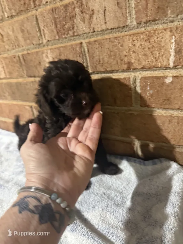 Teeny – Yorkipoo puppy for sale in Greensboro, NC