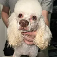 Gemma, a female Poodle - Miniature  for sale in Greensboro, NC – 1 of 2