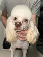 Gemma, a female Poodle - Miniature  for sale in Greensboro, NC – Photo 1 of 2