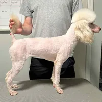 Gemma, a female Poodle - Miniature  for sale in Greensboro, NC – 2 of 2
