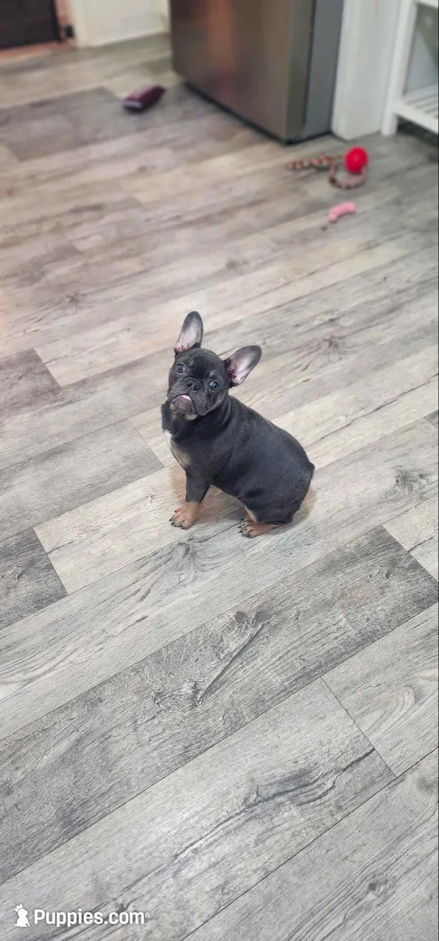 BabyBlue. Bugsy., a female French Bulldog for sale in Greensboro, NC – 3 of 5