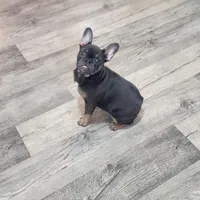 BabyBlue. Bugsy., a female French Bulldog for sale in Greensboro, NC – 3 of 4