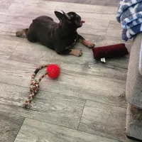 BabyBlue. Bugsy., a female French Bulldog for sale in Greensboro, NC – 4 of 4