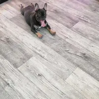 BabyBlue. Bugsy., a female French Bulldog for sale in Greensboro, NC – 1 of 4