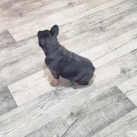 BabyBlue. Bugsy., a female French Bulldog for sale in Greensboro, NC – 2 of 4