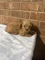 Lana, a female Yorkipoo for sale in Greensboro, NC – 4 of 4