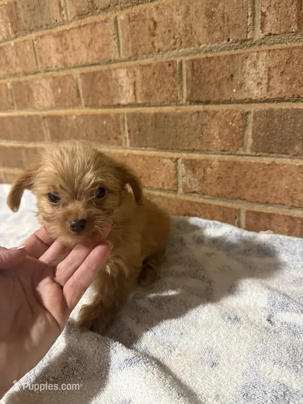 Lana – Yorkipoo puppy for sale in Greensboro, NC