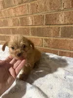 Lana, a female Yorkipoo for sale in Greensboro, NC – 1 of 4
