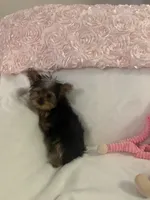 Miss molly, a female Yorkshire Terrier for sale in Greensboro, NC – 2 of 4