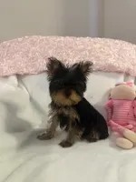 Baby Millie, a female Yorkshire Terrier for sale in Greensboro, NC – 2 of 4