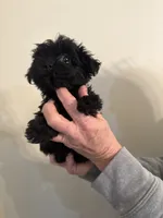 Timmy, a male Yorkipoo for sale in Greensboro, NC – Photo 2 of 3