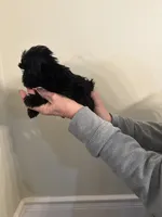 Timmy, a male Yorkipoo for sale in Greensboro, NC – Photo 1 of 3